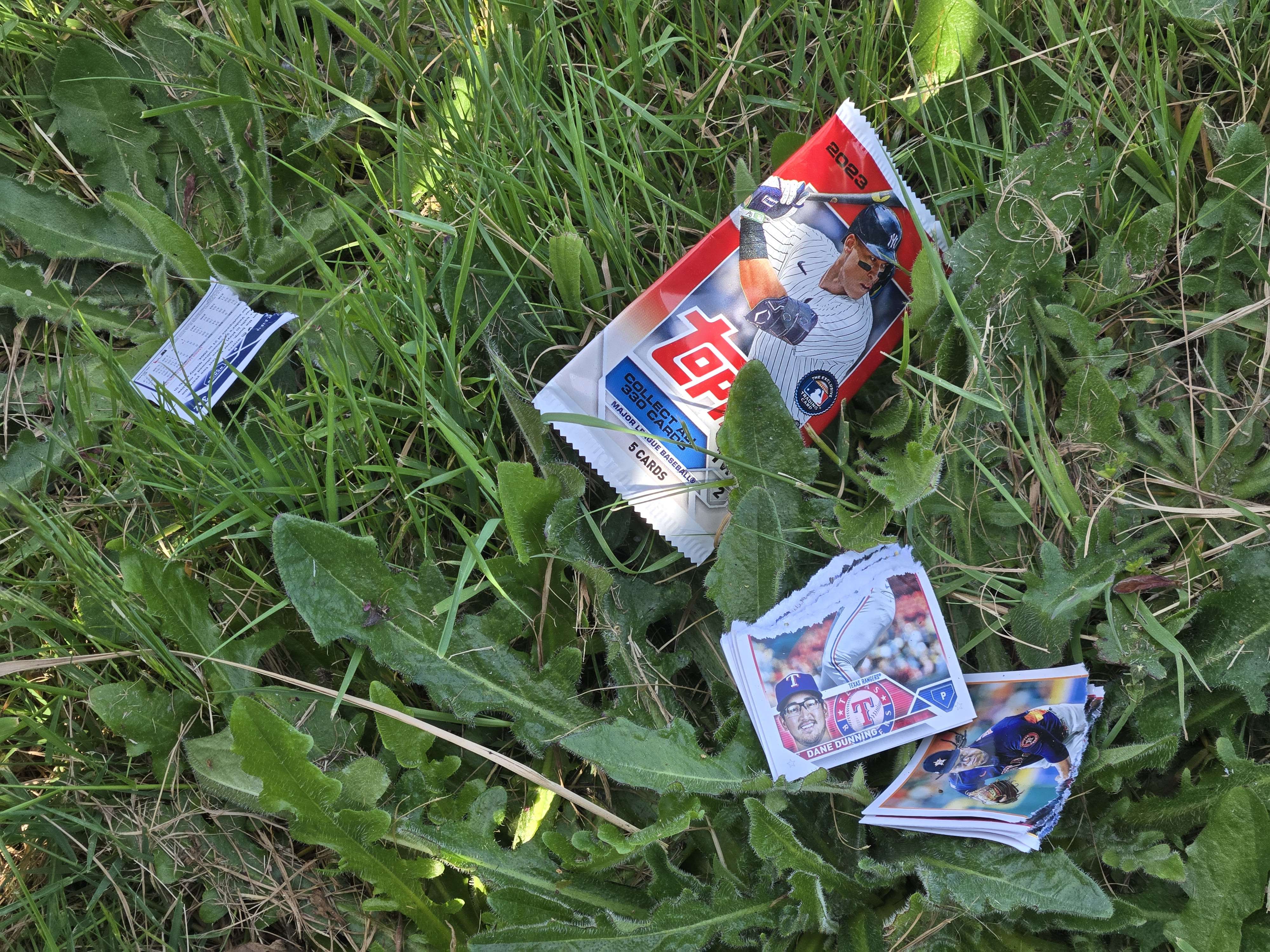 In the patch of grass where I always find cards, going into the old grocery outlet parking lot Tops baseball cards strewn beside an open pack. Unusually, these have all been torn in half. These cards were scattered more, and I did stage this one a bit.