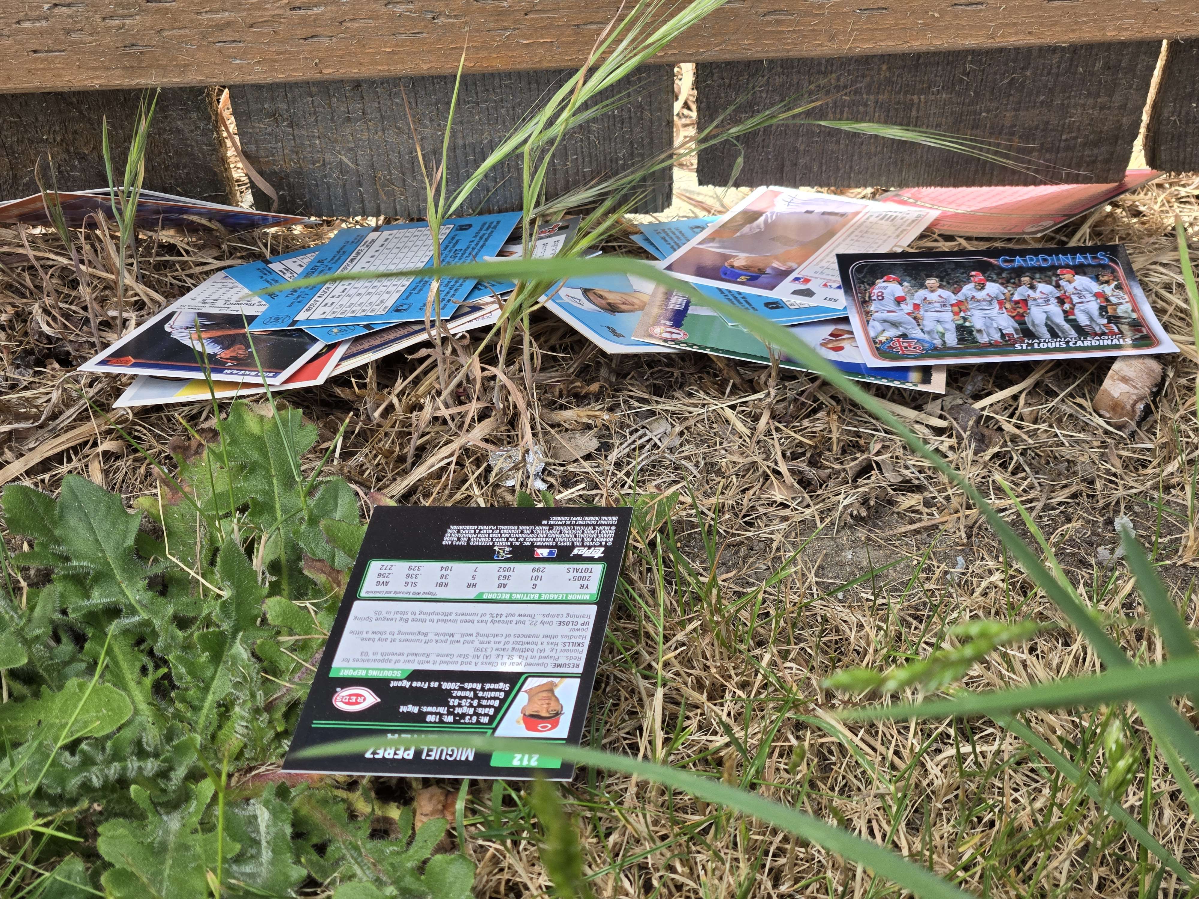 Along the strip of grass where I most often find these. I believe this section of fence is the one I saw a car crash into once. a scattered pack of baseball cards, the cardinals team shot is prominent. The stack is partially wedged under a fence
